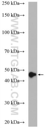 AHCY Antibody in Western Blot (WB)