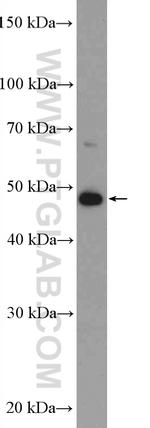 AHCY Antibody in Western Blot (WB)