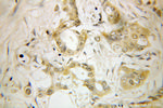 Secretogranin V Antibody in Immunohistochemistry (Paraffin) (IHC (P))