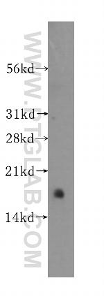 Secretogranin V Antibody in Western Blot (WB)