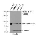 GSPT1 Antibody in Western Blot (WB)