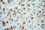 MSI2 Antibody in Immunohistochemistry (Paraffin) (IHC (P))