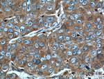 PACT Antibody in Immunohistochemistry (Paraffin) (IHC (P))