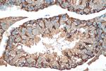 PACT Antibody in Immunohistochemistry (Paraffin) (IHC (P))