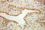 BLVRA Antibody in Immunohistochemistry (Paraffin) (IHC (P))