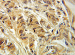 ACOT11 Antibody in Immunohistochemistry (Paraffin) (IHC (P))