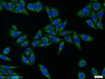 Dopamine beta Hydroxylase Antibody in Immunocytochemistry (ICC/IF)