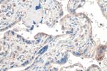 Adrenomedullin Antibody in Immunohistochemistry (Paraffin) (IHC (P))