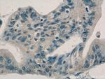 Adrenomedullin Antibody in Immunohistochemistry (Paraffin) (IHC (P))