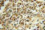 TCEB2 Antibody in Immunohistochemistry (Paraffin) (IHC (P))
