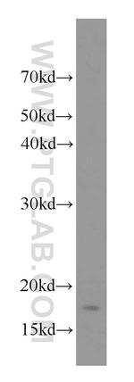 TCEB2 Antibody in Western Blot (WB)