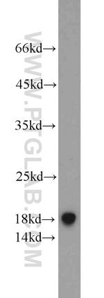 TCEB2 Antibody in Western Blot (WB)