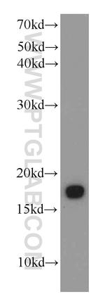 TCEB2 Antibody in Western Blot (WB)
