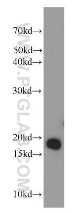 TCEB2 Antibody in Western Blot (WB)