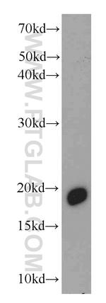TCEB2 Antibody in Western Blot (WB)