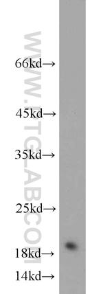 TCEB2 Antibody in Western Blot (WB)