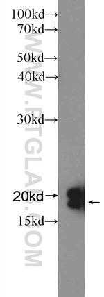 TCEB2 Antibody in Western Blot (WB)