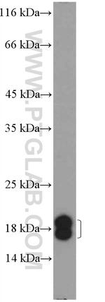 TCEB2 Antibody in Western Blot (WB)