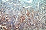 COTL1 Antibody in Immunohistochemistry (Paraffin) (IHC (P))