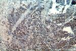 COTL1 Antibody in Immunohistochemistry (Paraffin) (IHC (P))