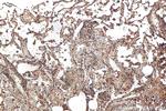 COTL1 Antibody in Immunohistochemistry (Paraffin) (IHC (P))