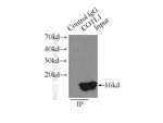 COTL1 Antibody in Immunoprecipitation (IP)