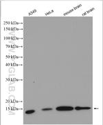 COTL1 Antibody in Western Blot (WB)