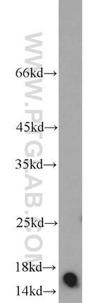 COTL1 Antibody in Western Blot (WB)