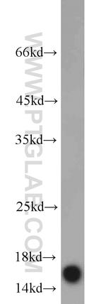 COTL1 Antibody in Western Blot (WB)