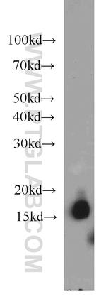 COTL1 Antibody in Western Blot (WB)