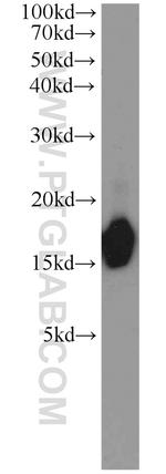 COTL1 Antibody in Western Blot (WB)