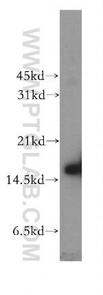 COTL1 Antibody in Western Blot (WB)