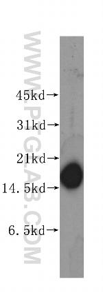 COTL1 Antibody in Western Blot (WB)
