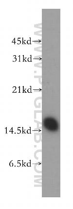 COTL1 Antibody in Western Blot (WB)