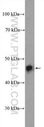 TDP-43 Antibody in Western Blot (WB)