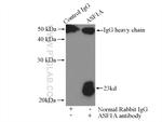 ASF1A Antibody in Immunoprecipitation (IP)