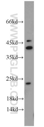 ASF1A Antibody in Western Blot (WB)