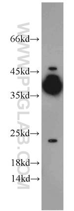 ASF1A Antibody in Western Blot (WB)