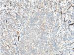 TRIM9 Antibody in Immunohistochemistry (Paraffin) (IHC (P))