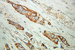 RAB3C Antibody in Immunohistochemistry (Paraffin) (IHC (P))