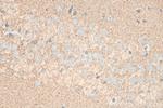 RAB3C Antibody in Immunohistochemistry (Paraffin) (IHC (P))