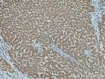 MTHFD1 Antibody in Immunohistochemistry (Paraffin) (IHC (P))