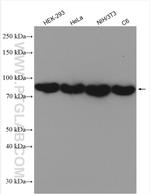 TRIP10 Antibody in Western Blot (WB)