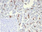 CFTR (Cystic Fibrosis Transmembrane Conductance Regulator) Recombinant Mouse Monoclonal Antibody (rCFTR/8047)
