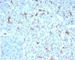 CFTR (Cystic Fibrosis Transmembrane Conductance Regulator) Antibody in Immunohistochemistry (Paraffin) (IHC (P))