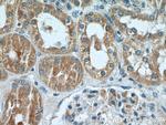ARF3 Antibody in Immunohistochemistry (Paraffin) (IHC (P))
