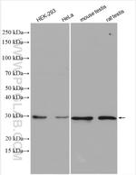 Geminin Antibody in Western Blot (WB)