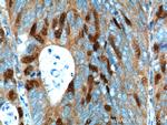 Geminin Antibody in Immunohistochemistry (Paraffin) (IHC (P))