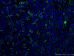 CD69 Antibody in Immunohistochemistry (PFA fixed) (IHC (PFA))