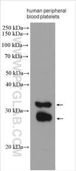 CD69 Antibody in Western Blot (WB)